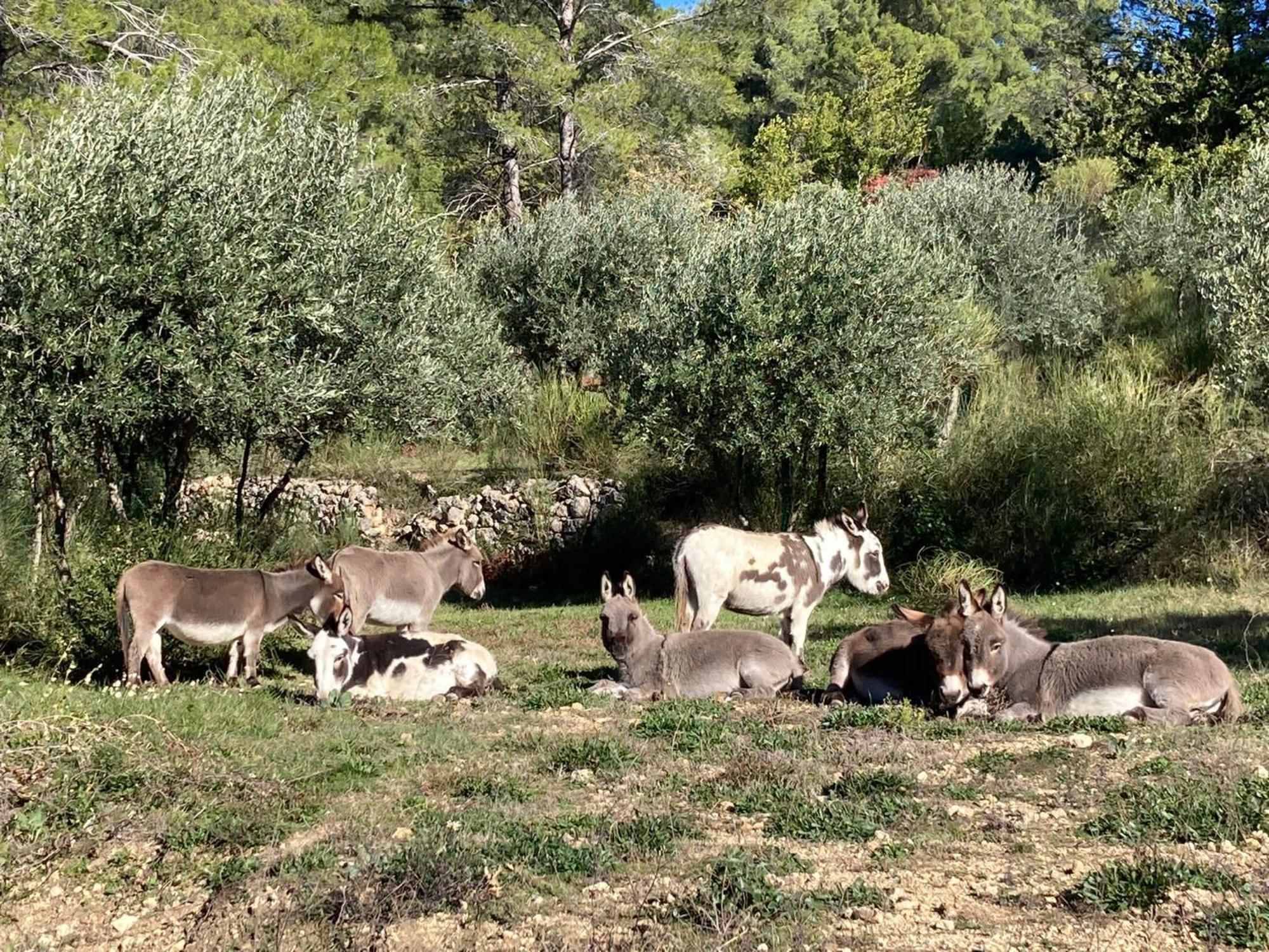 הוילה פייאנס Les Genets מראה חיצוני תמונה