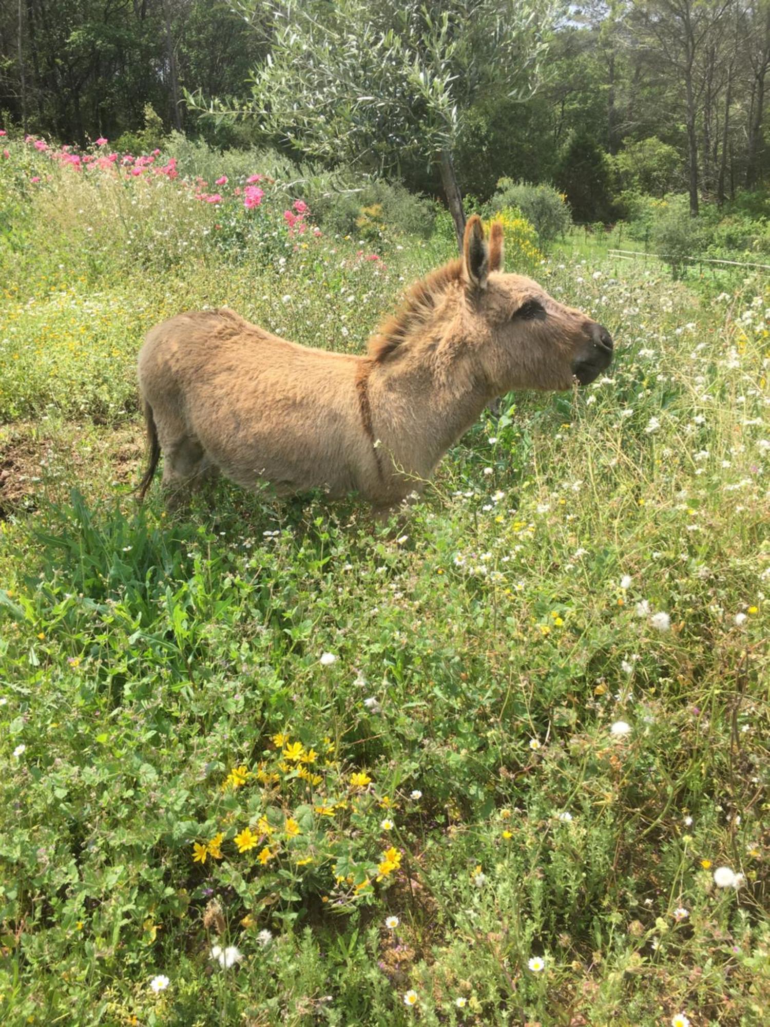 הוילה פייאנס Les Genets מראה חיצוני תמונה